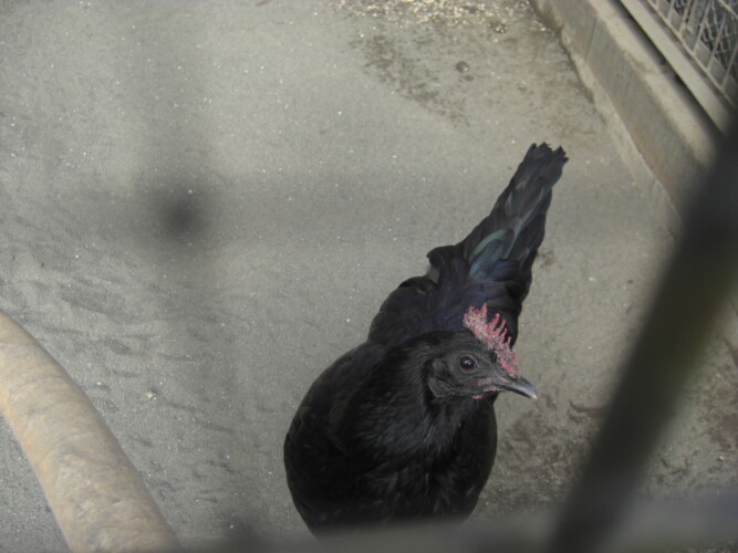 羽村市動物公園