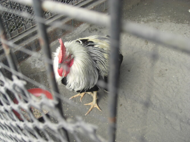 羽村市動物公園