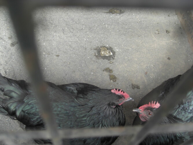 羽村市動物公園