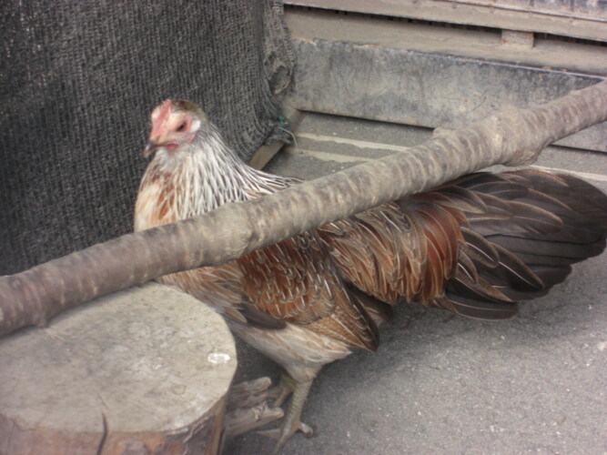 羽村市動物公園