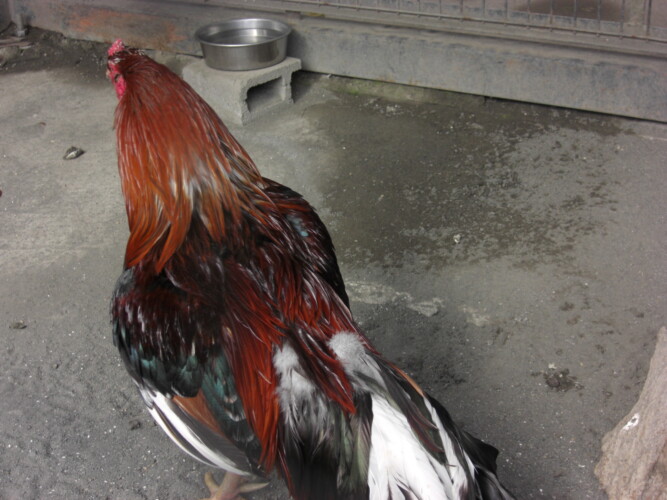 羽村市動物公園