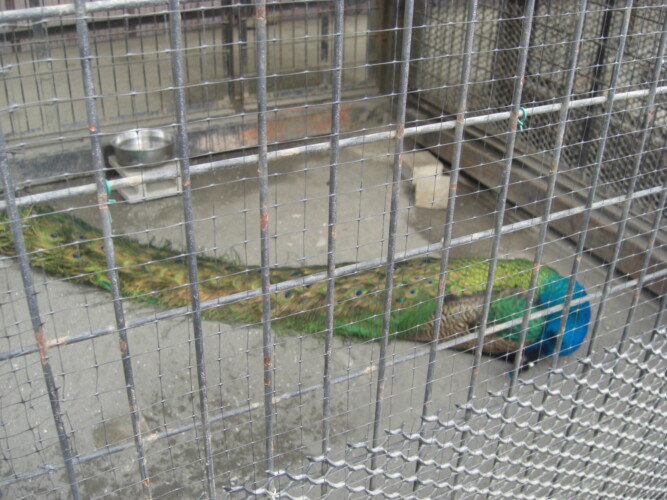 羽村市動物公園