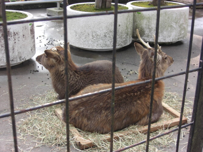 羽村市動物公園