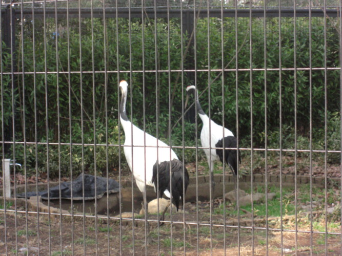 羽村市動物公園