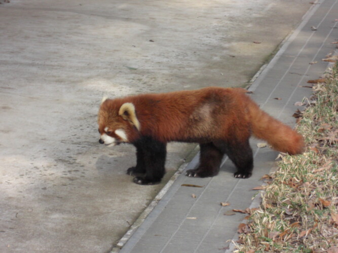 羽村市動物公園