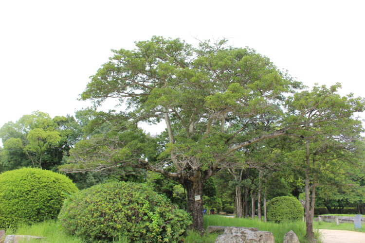 広島城