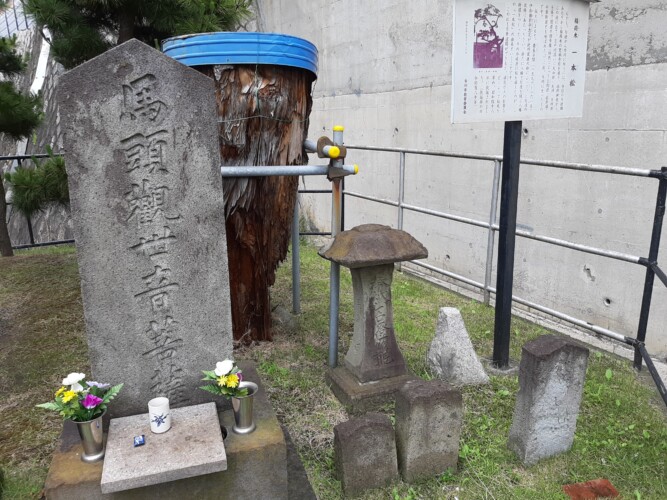 稲荷木の一本松
