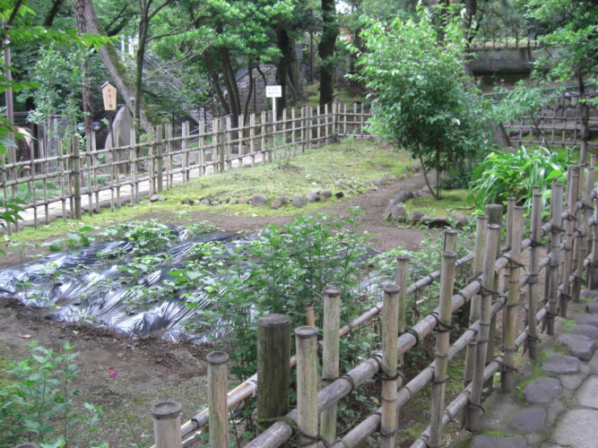 乃木神社